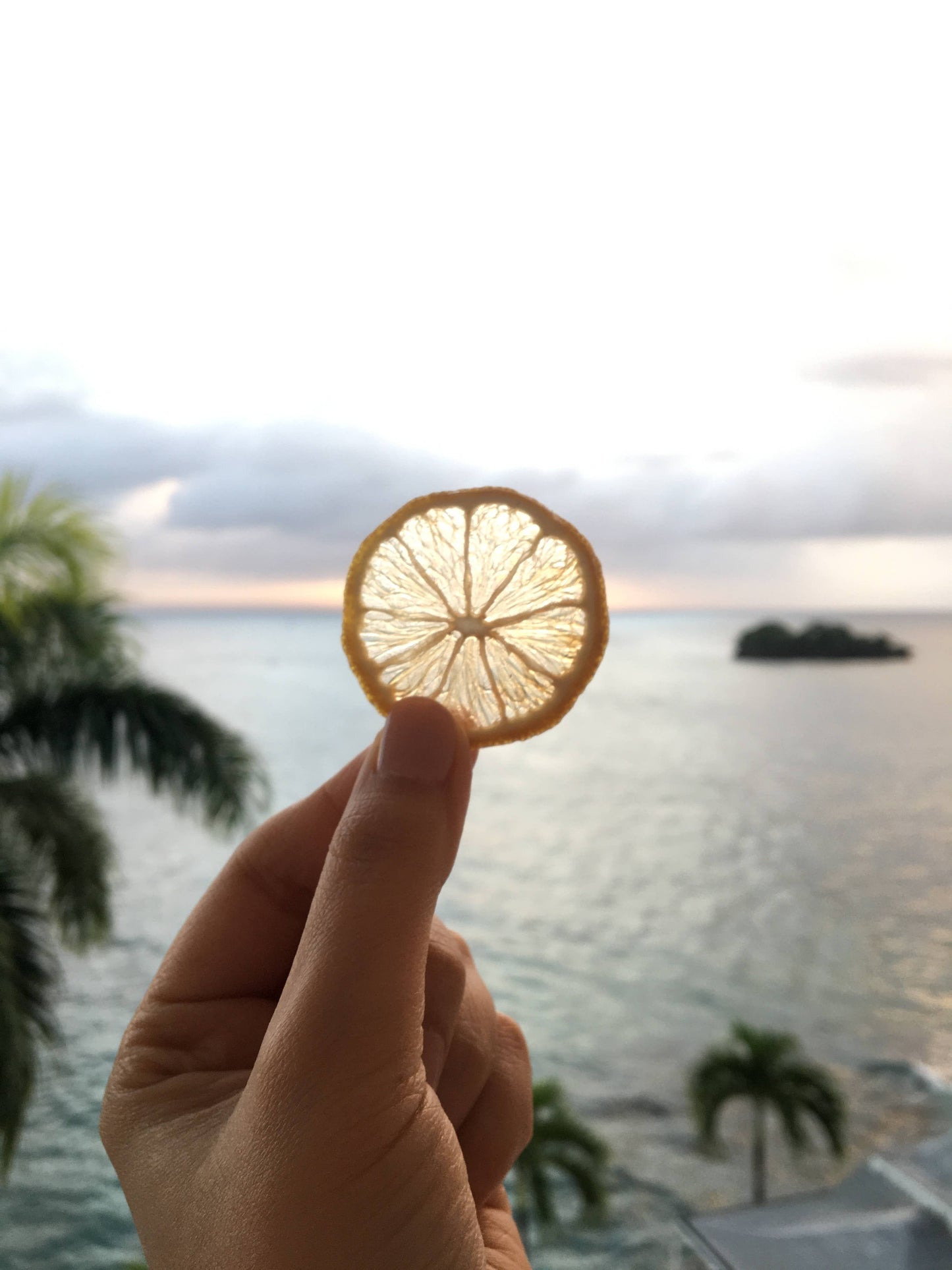 FreshDried Dried Lemon Wheels, Canada